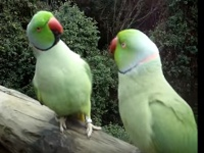 Разговор двух попугаев