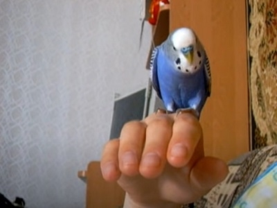 Стёпка - говорящий попугайчик