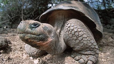 галапагосская гигантская черепаха