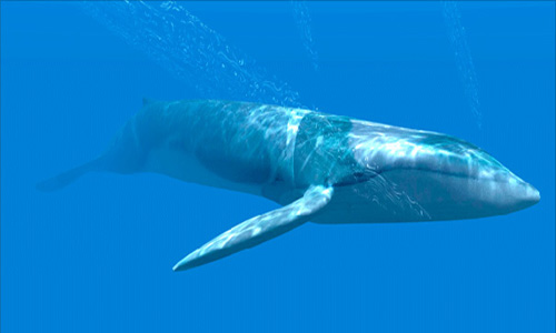 Синие киты