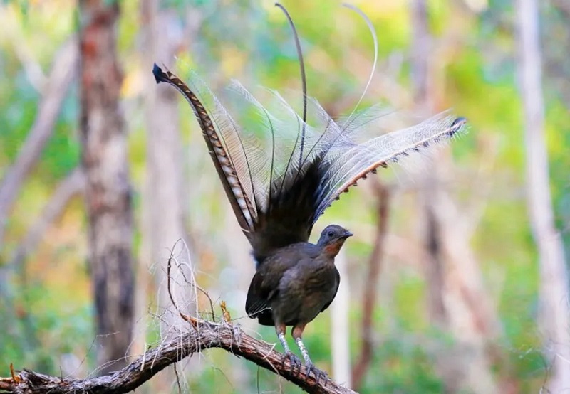 Удивительная птица-пересмешник - лирохвост