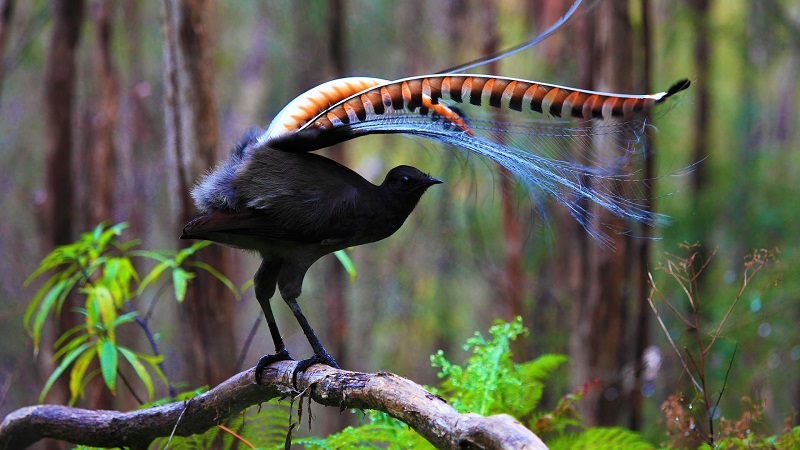 Удивительная птица-пересмешник - лирохвост