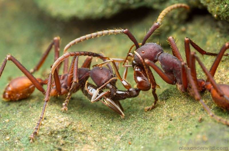 Война между муравьями и термитами
