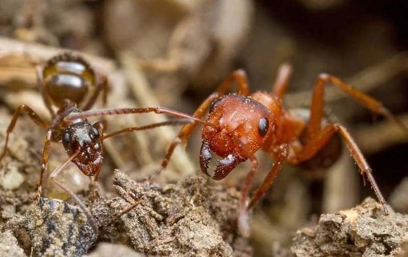 Война между муравьями и термитами