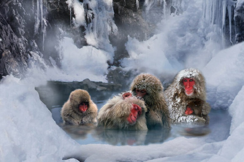 Снежные обезьяны - Японские макаки