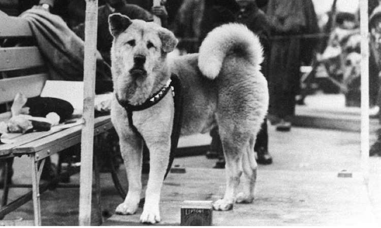 Пёс по имени Хатико ждал хозяина 9 лет