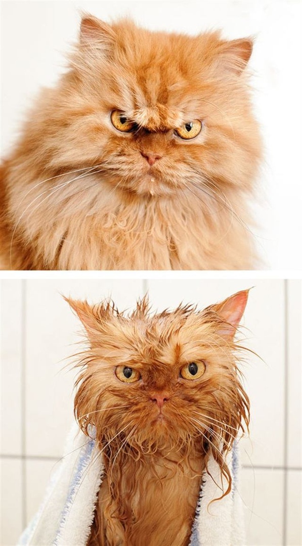 Мытье кошек и котов