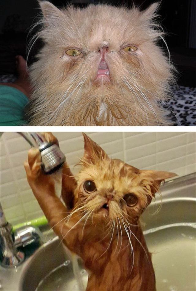 Мытье кошек и котов