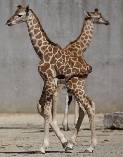 Жирафы в вольере зоопарка