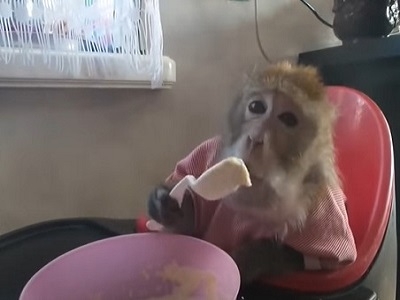 Потешная обезьянка кушает кашу