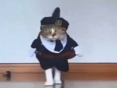 Мини-видео про котов Модный приговор