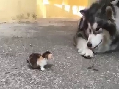 Мини-видео Пёс и котёнок