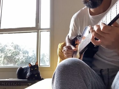 Мини видео Музыкальный кот. Анекдоты про Штирлица