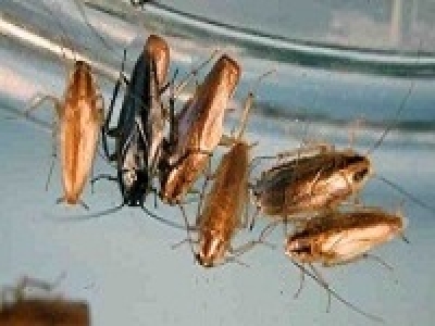 Зловещий знак для людей - исчезновение тараканов