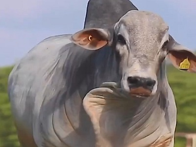 Брахман или Брахма — порода коров зебу