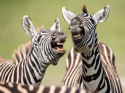 Забавные фото животных в дикой природе