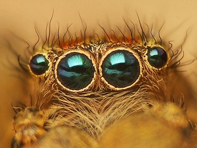 Зачем и почему у пауков много глаз?